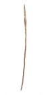 Spinnrockenstab