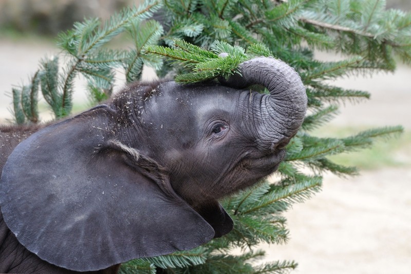 : Elefantenbaby Iquhwa; Tiergarten Schönbrunn
© Tiergarten Schönbrunn, Foto: Jutta Kirchner