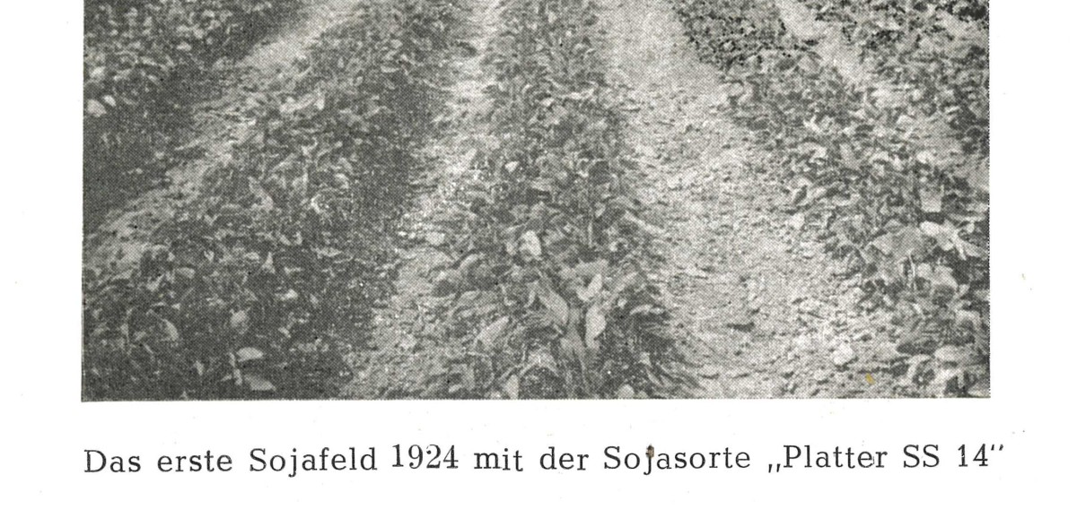 : Illustration in F. A. Brillmayers Buch „Die Kultur der Soja in Österreich“ (1947) 