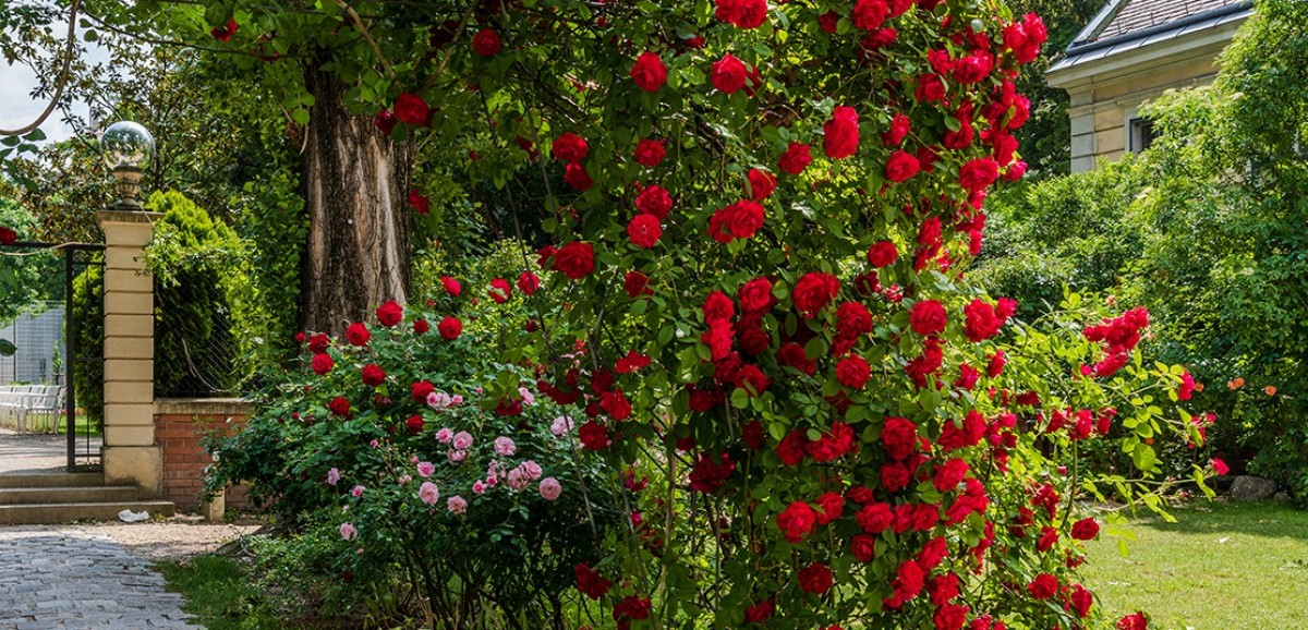 : Garten im Volkskundemuseum Wien, Gartenpalais Schönborn. Gepflegt von unserem Gärtner Alexander Weiser. Foto: Matthias Klos © Volkskundemuseum Wien