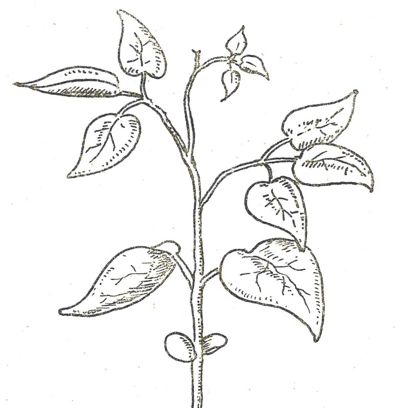 Illustration in F. A. Brillmayers Buch „Die Kultur der Soja in Österreich“ (1947), S. 26a.