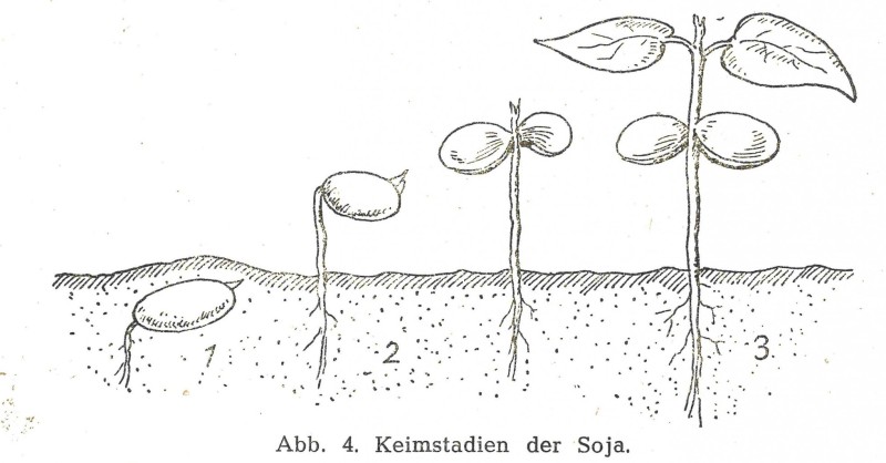Keimstadien der Soja. Franz Anton Brillmayer: Die Kultur der Soja in Österreich, 1947, S. 26.