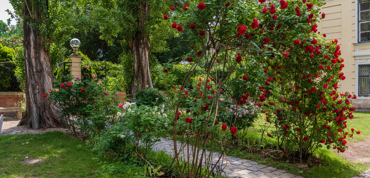 : Garten im Volkskundemuseum Wien, Gartenpalais Schönborn. Gepflegt von unserem Gärtner Alexander Weiser. Foto: Matthias Klos © Volkskundemuseum Wien