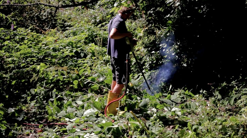 : Wild Garden Utopia. Vernichtung des Japanischen Staudenknöterichs durch Stromschlag, Jersey, 2019 © Kitti Gosztola and Bence György Pálinkás