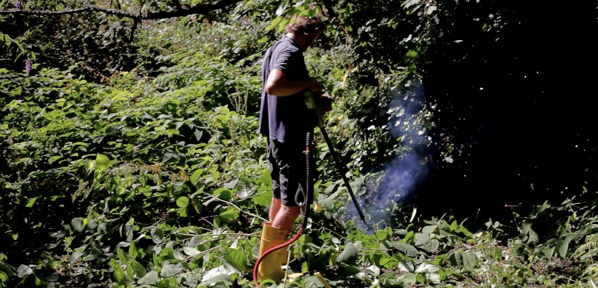 : Wild Garden Utopia. Vernichtung des Japanischen Staudenknöterichs durch Stromschlag, Jersey, 2019 © Kitti Gosztola and Bence György Pálinkás